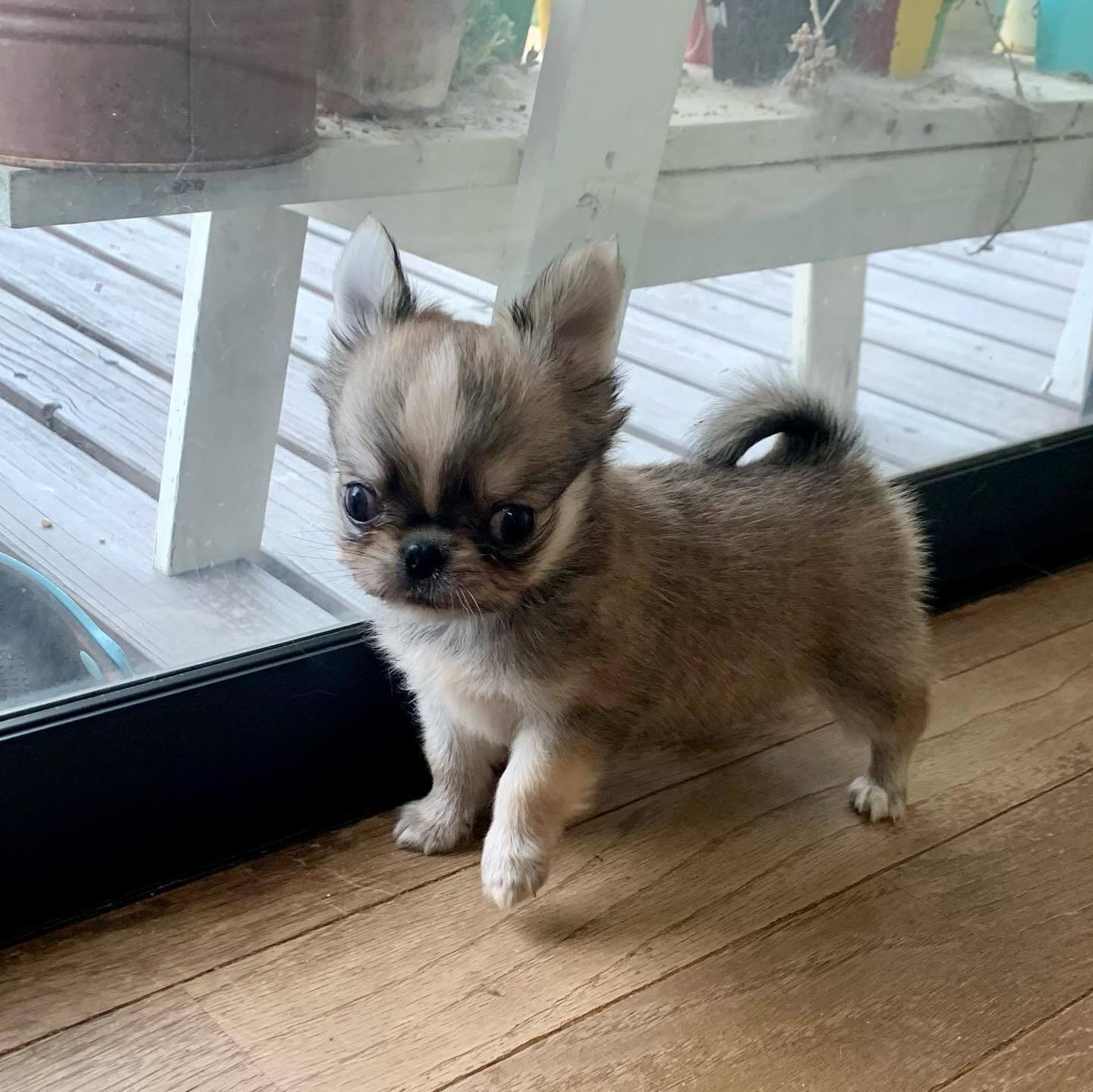  14 Kyle male puppy For Sale 